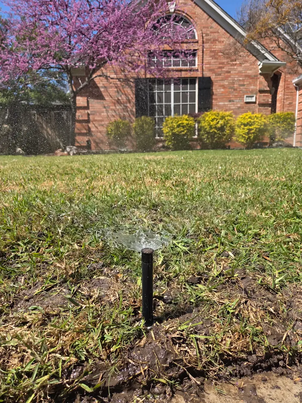Sprinkler head testing with blooming spring trees
