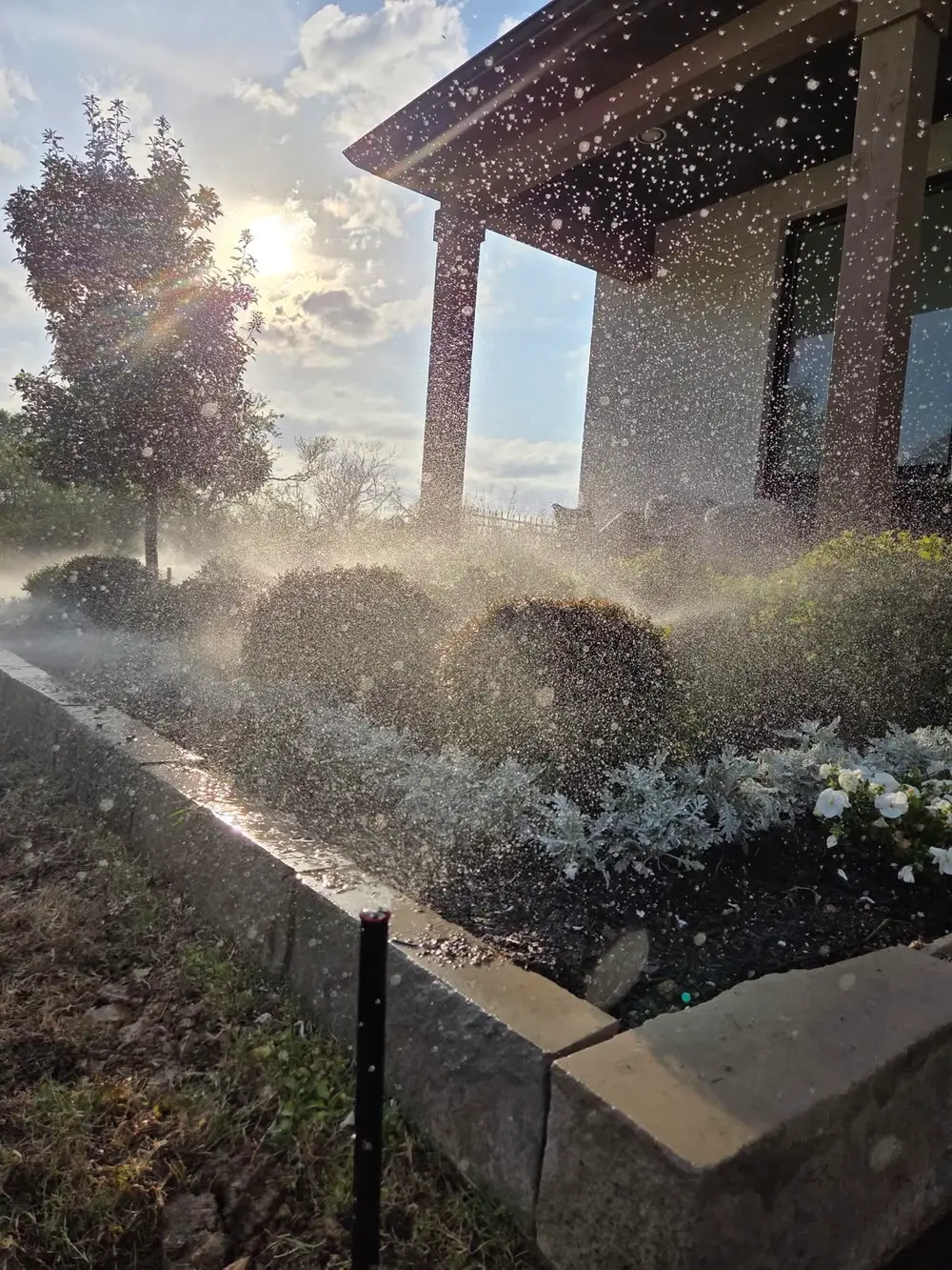 Golden hour sprinkler system running over garden bed